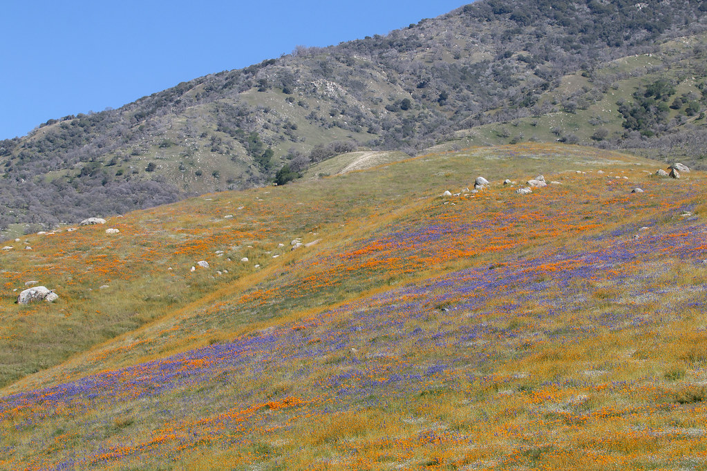 California Wildflowers Arvin, California. brontis5 Flickr