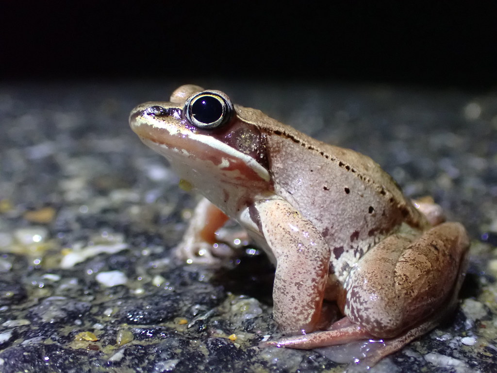 Wood Frog Spring Migration to breeding pool at Muddy Brook… Flickr