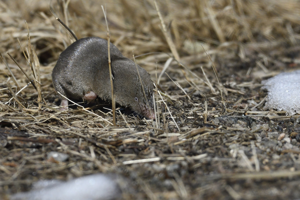 Shorttailed Shrew Flickr