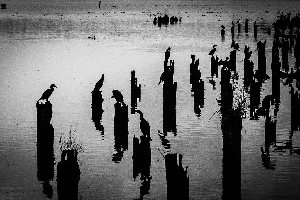 Cormorant Village Lake Washington, Washington nebulous 1 Flickr