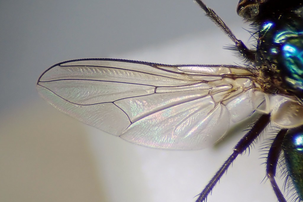 Pyrellia rapax male wing Stokenchurch, Bucks Photographe… Flickr