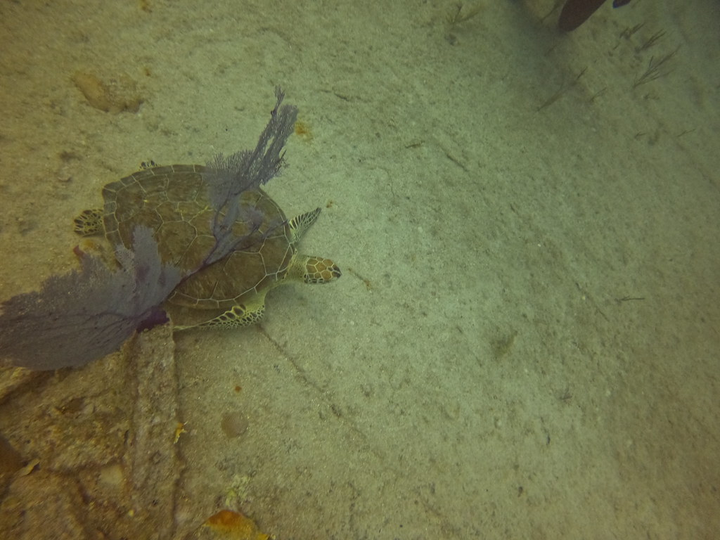Guided scuba diving key largo tours with free photos (2) Flickr