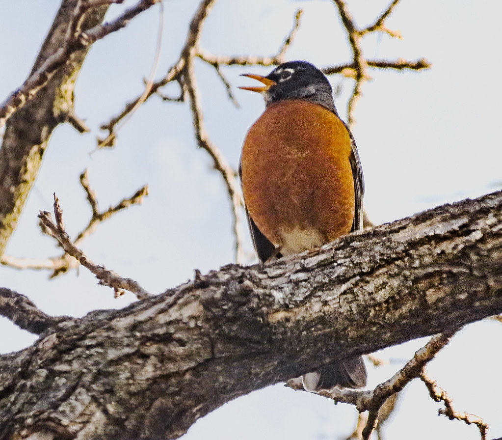 American Robin A sign of spring, the robins have returned.… mahar15