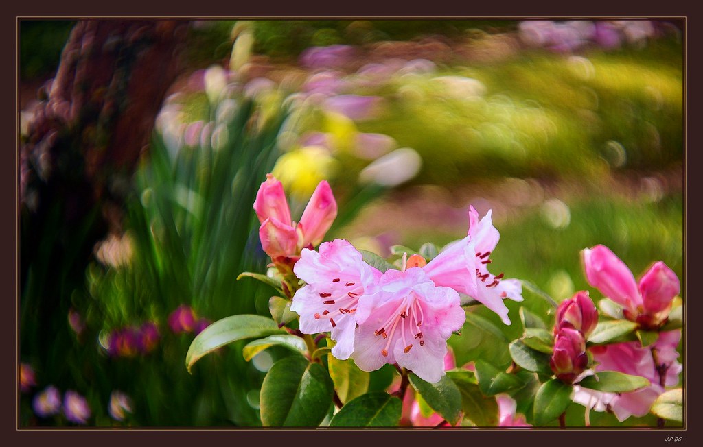 Ne nous fachons pas..._PentaconAV 2.880mm Jean Pierre Bigaud Flickr