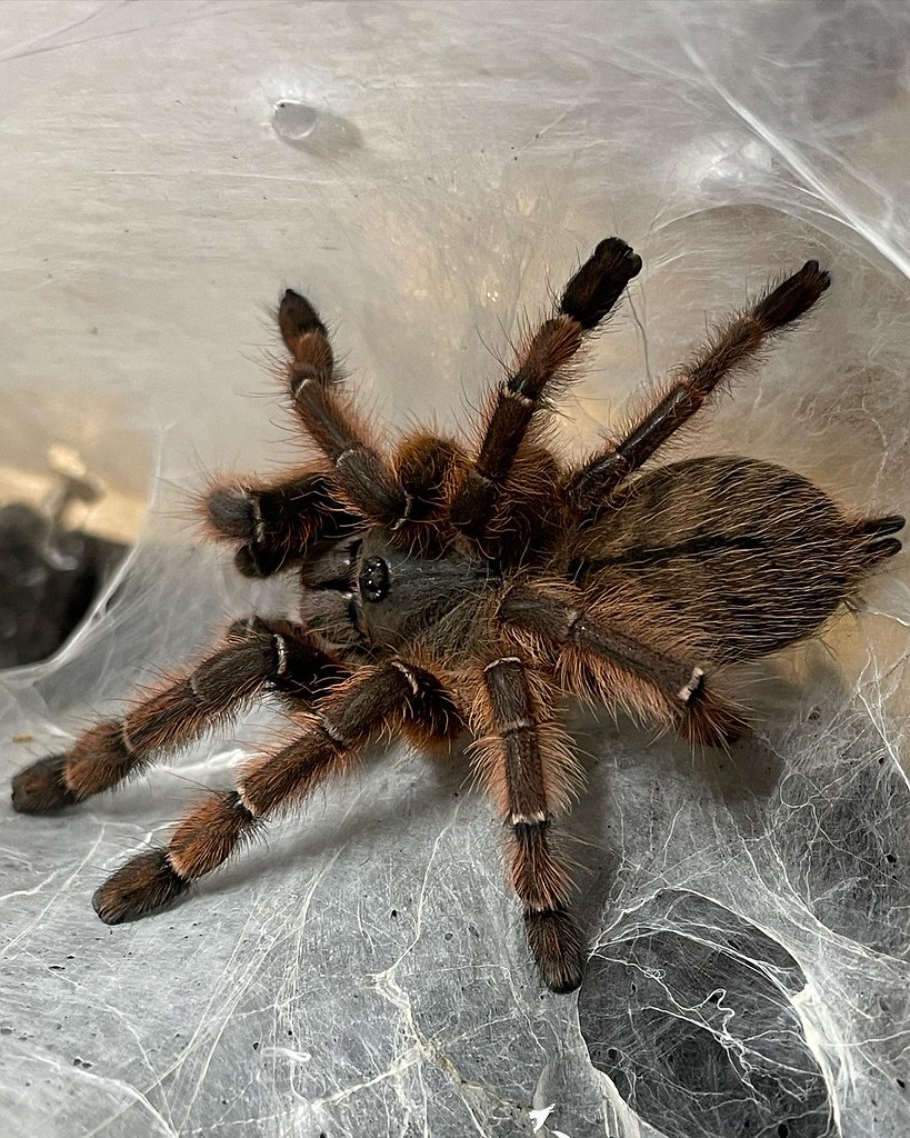 Phormingochilus sp Rufus My Phormingochilus sp Rufus after… Flickr