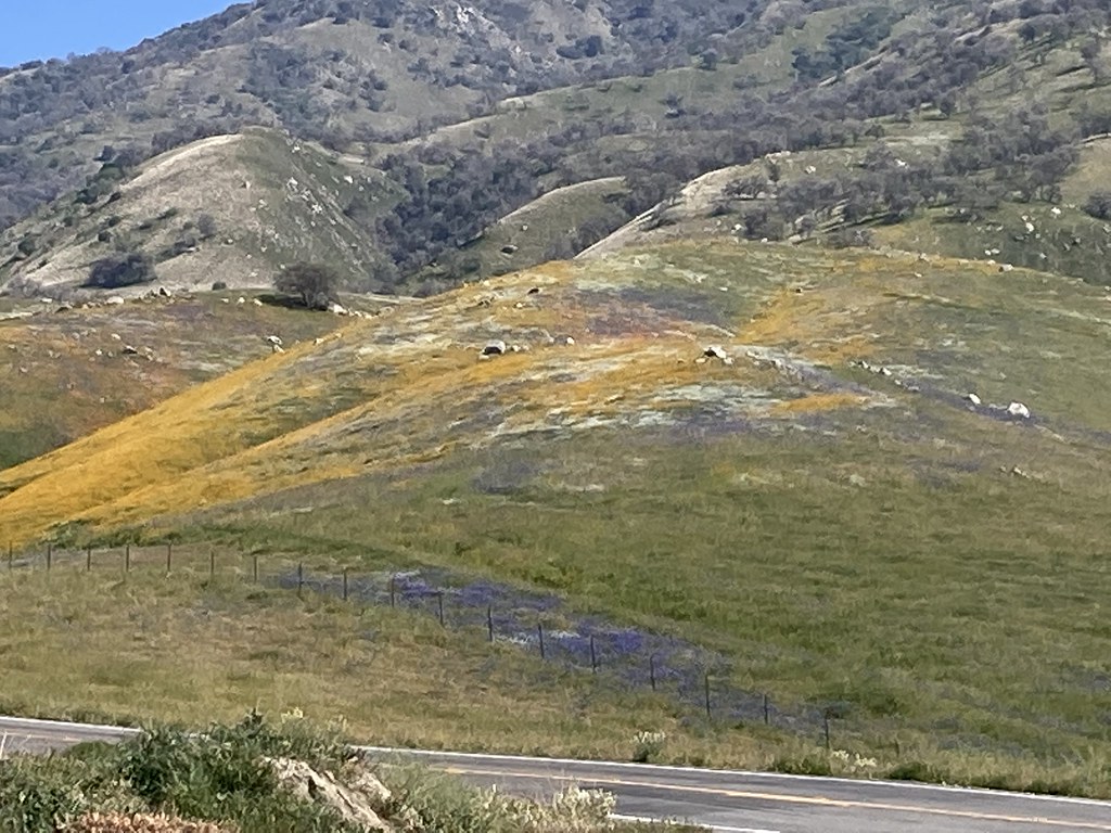 AZ to OR via CA Arvin, CA wildflowers scott185 (the original) Flickr