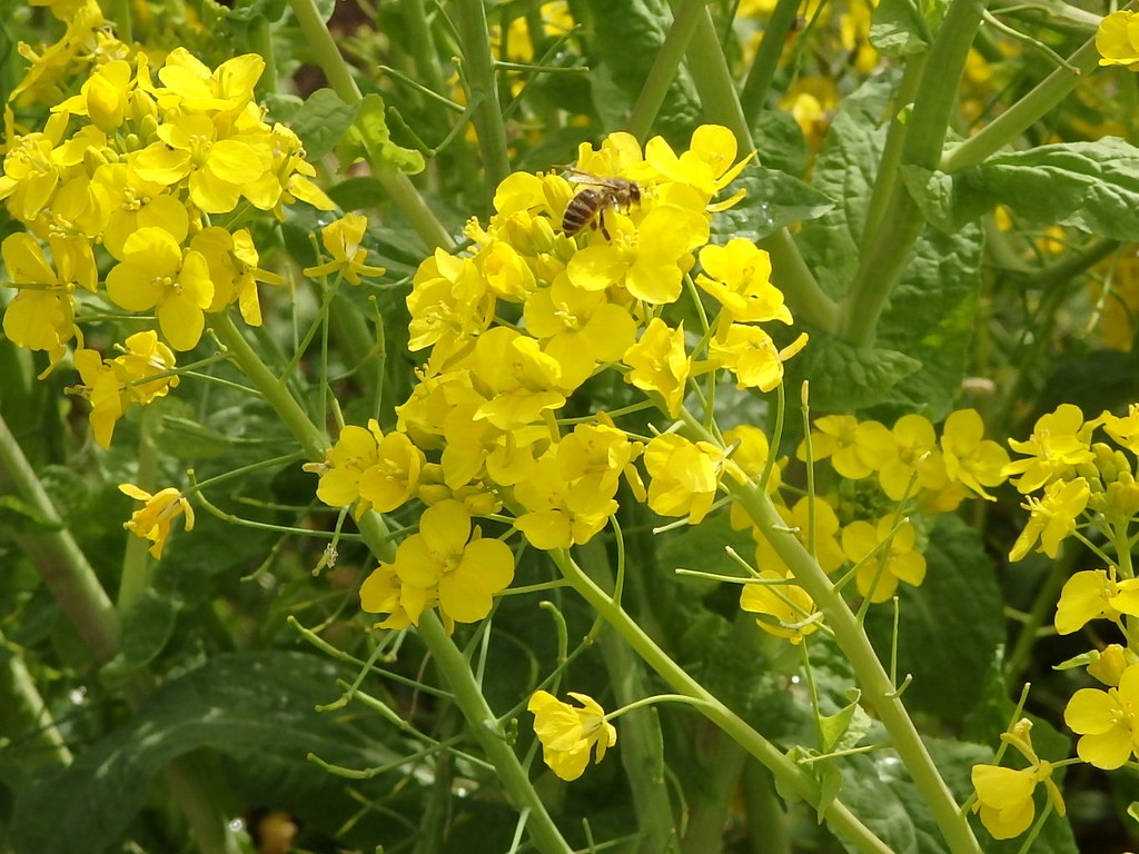 Bee and Canola Flower linlin Flickr