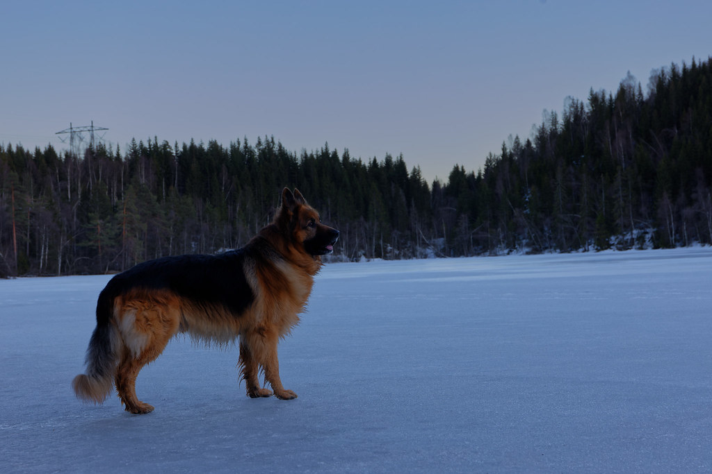 German Shepherd on frozen lake German Shepherd on frozen l… Flickr