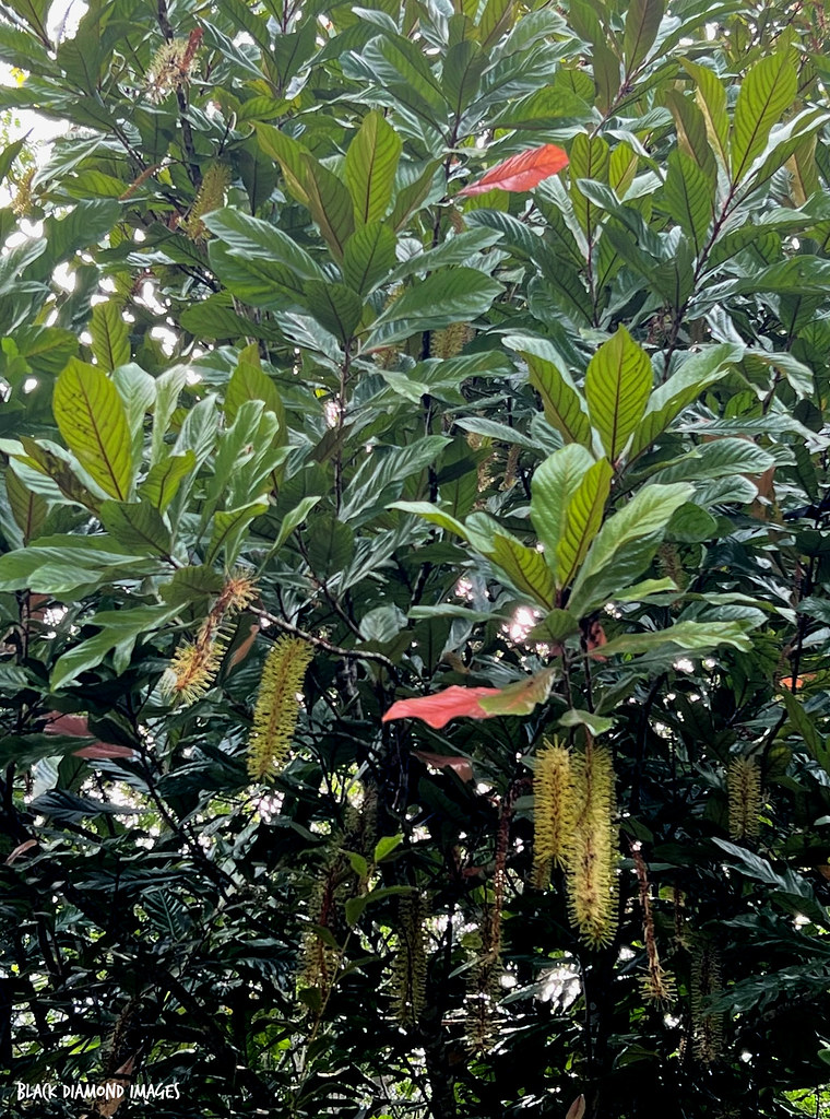 Athertonia diversifolia Atherton Oak Copyright All Rig… Flickr