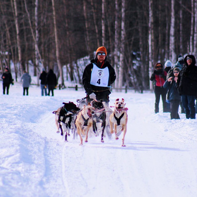 Dog Mushing Alaska Flickr