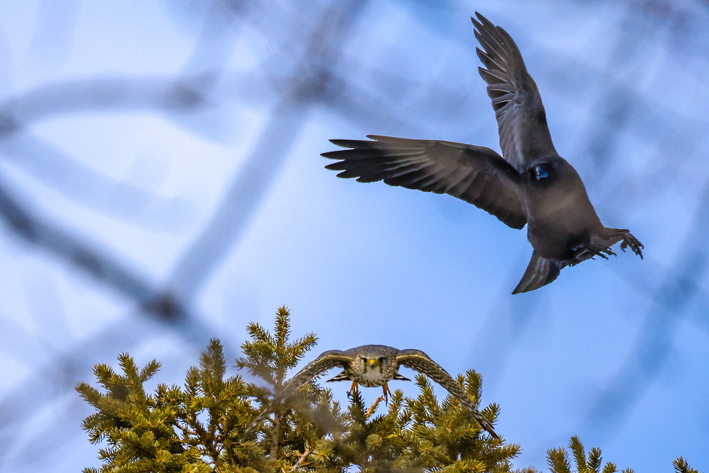 Merlin Chasing Crow This is my first falcon sighting of 20… Flickr