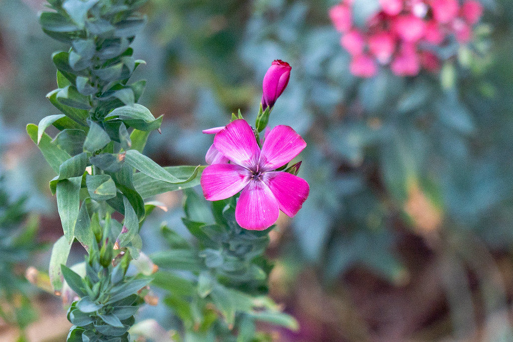 Flowering Flax, Native to Algeria The flower in the foregr… Flickr