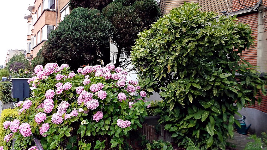 Flowers On Avenue Charles Woeste Stitch VII Ofer Davidi Flickr