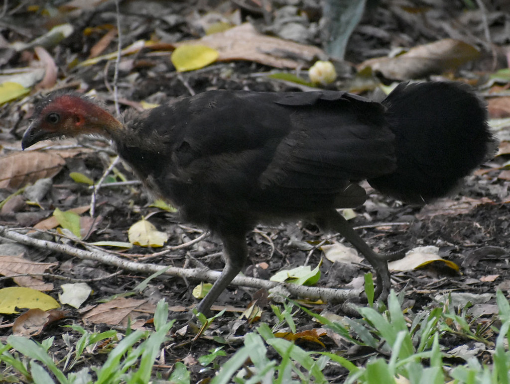 Australian brush turkey, Centenary Lakes, Cairns, QLD, 14/… Flickr