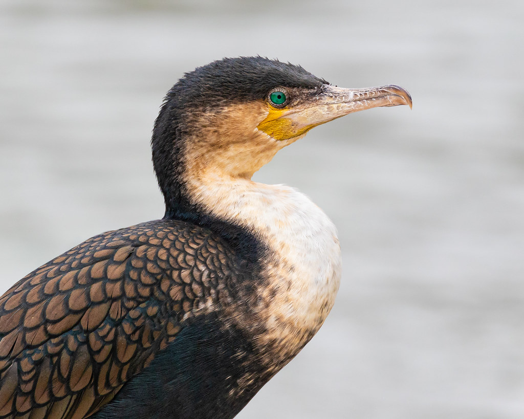 Maryland Zoo Cormorant A Cormorant that I photographed at … Flickr