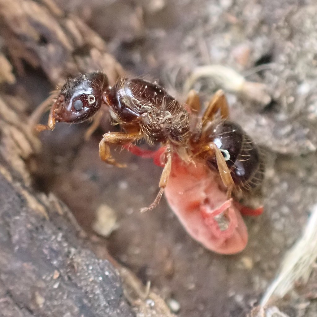 A mite eating an ant Photo by Jody Benedict NY State IPM Program at