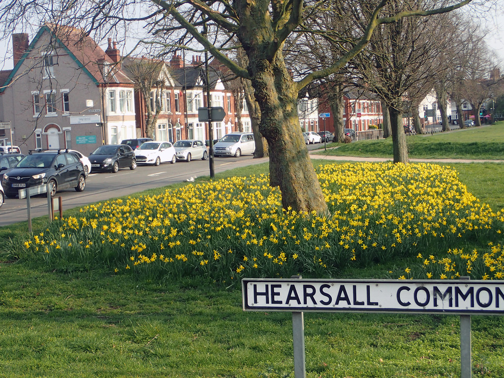 2022_03_220028 Round Coventry daffodils Gwydion M. Williams Flickr