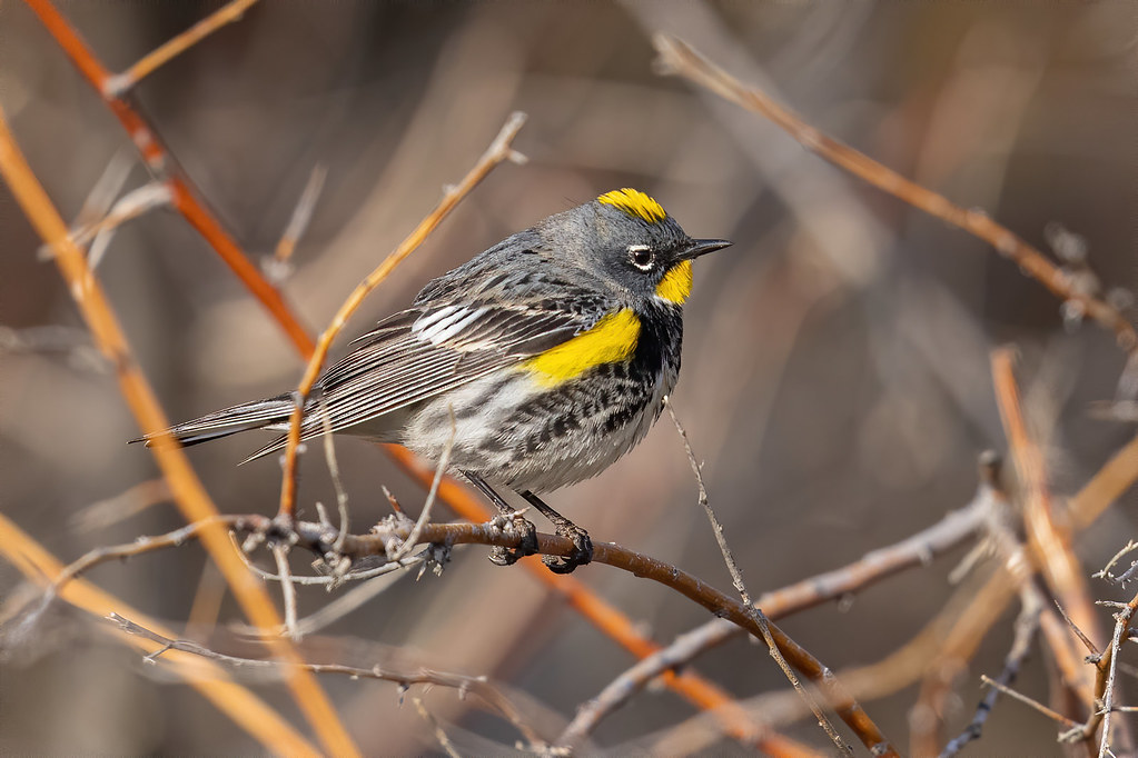 Yellowrumped Warbler (Audubon's) Market Lake WMA, Idaho Flickr