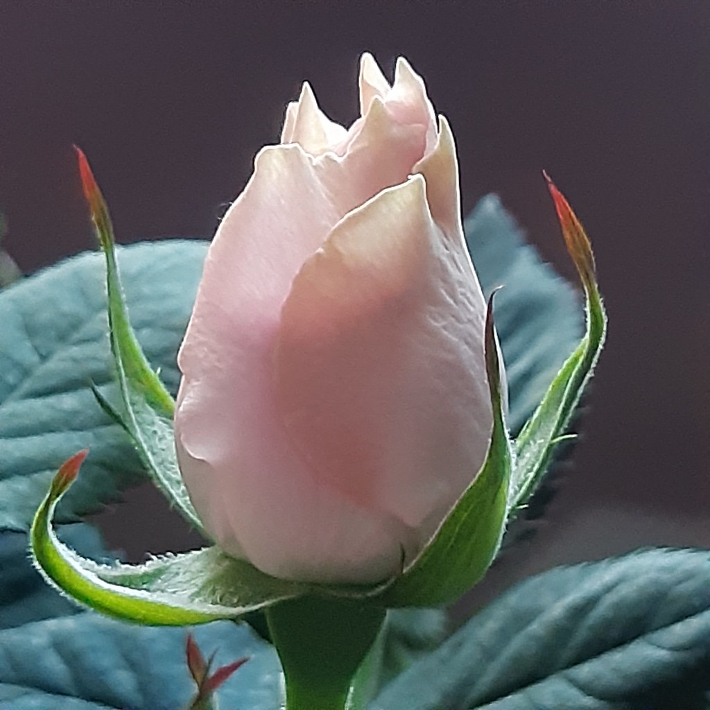 One rosebud a day keeps the bad mood away... Suvi Flickr