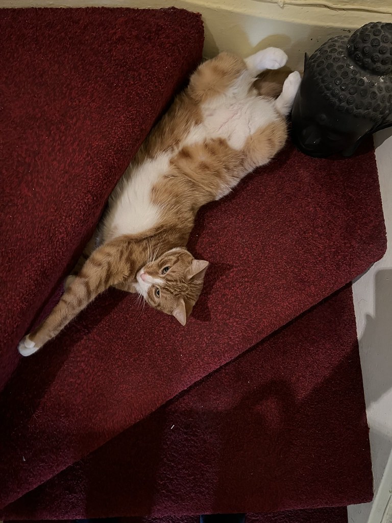 Why do cats enjoy bothering their humans? Pumpkin, I do no… Flickr