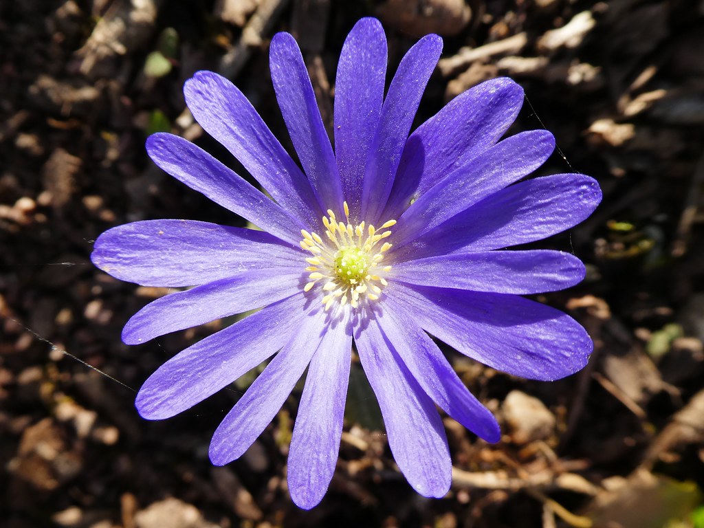Anemone blanda Anémone de Grèce (FR) Greek thimbleweed… Flickr
