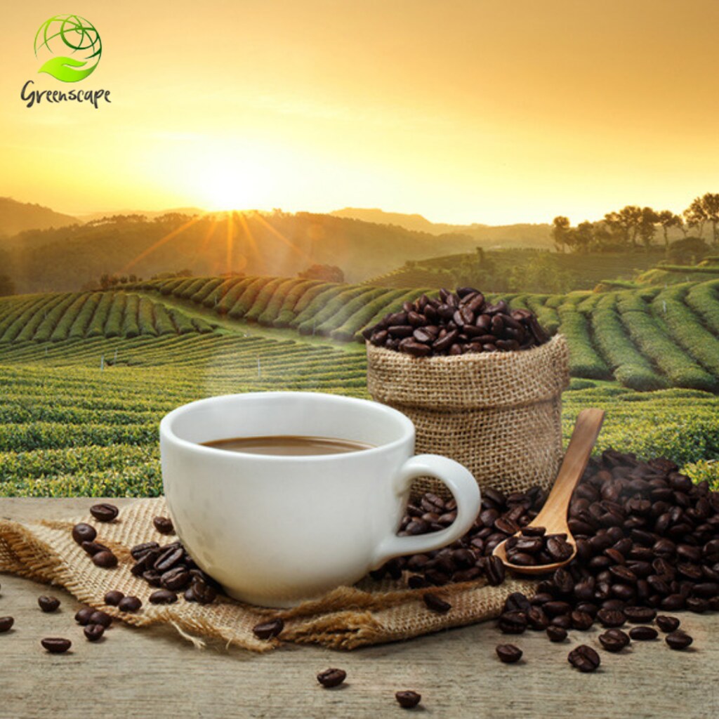 Greenscape Wholesale Coffee Beans Suppliers Contact Us… Flickr