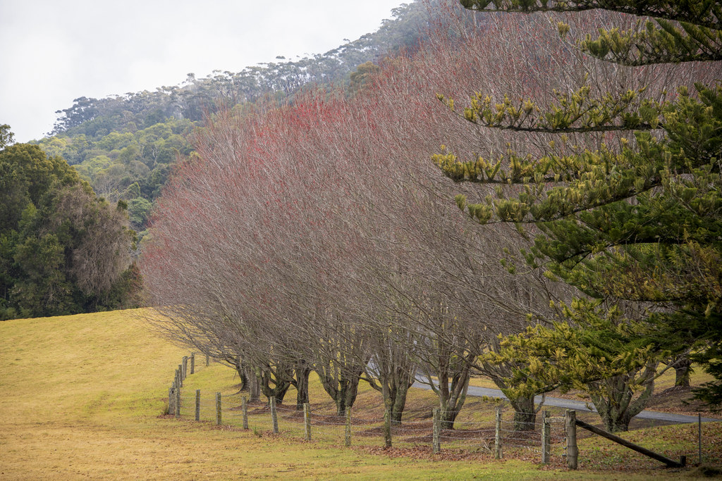 Kangaroo Valley Road The Kangaroo Valley Road at the begin… Flickr