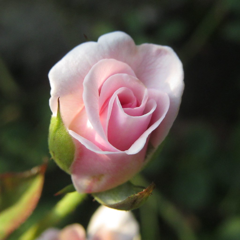 Last of the roses This is last photo of the white roses fr… Flickr