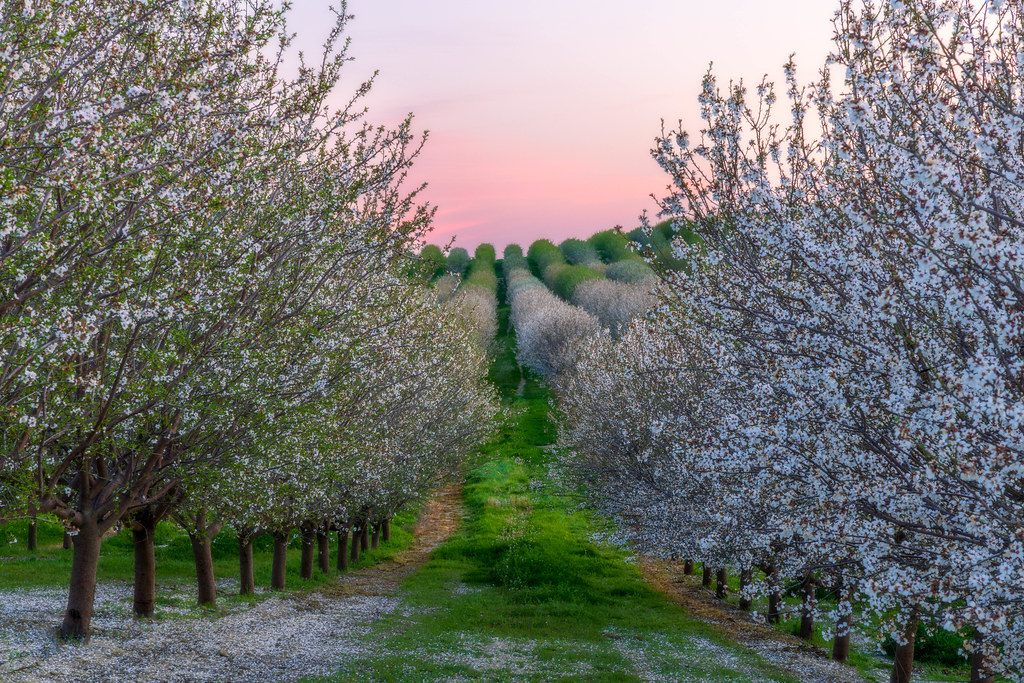Yolo County Almond Orchard After Sunset Every February, I … Flickr
