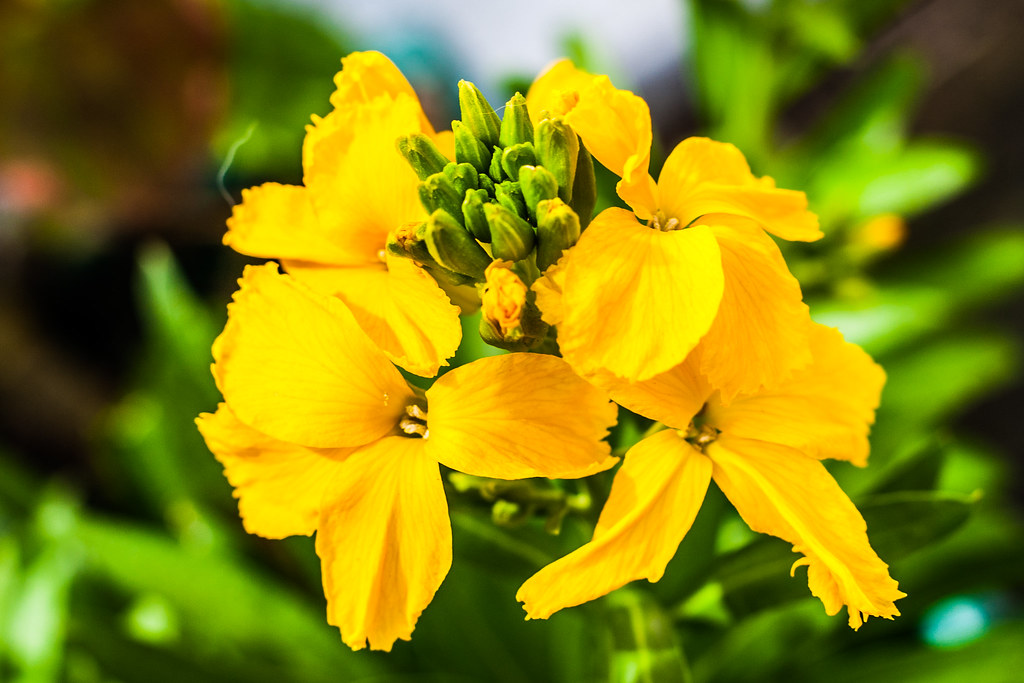 yellow wallflower Yellow wallflowers in the garden Mal Jones