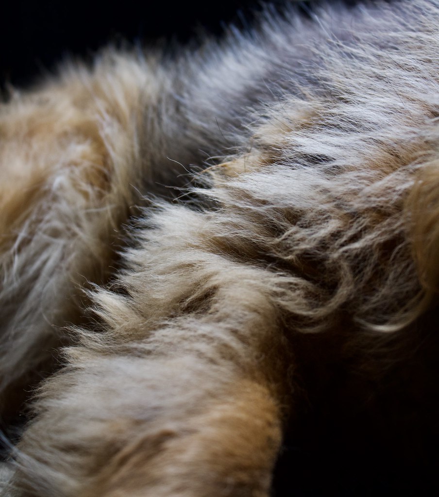 Soft (dog fur) Isabella Estrada Flickr