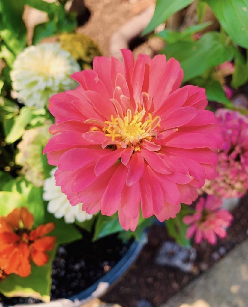 Pink flower Jess OLeary Flickr