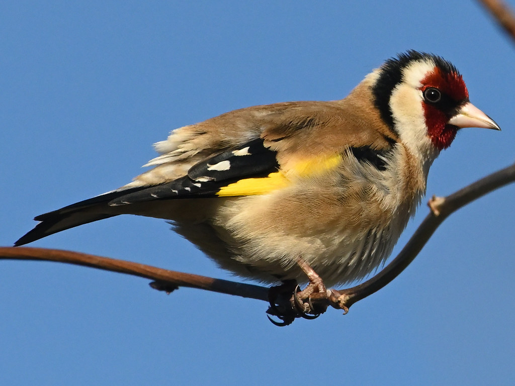 Das ist auch dem Verhalten nach ein Junge Stieglitz (Car… Flickr