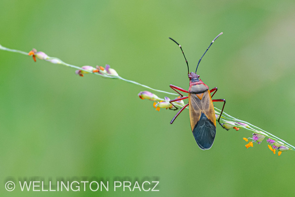 COTTON STAINER ysdercus is a widespread genus of true bugs… Flickr