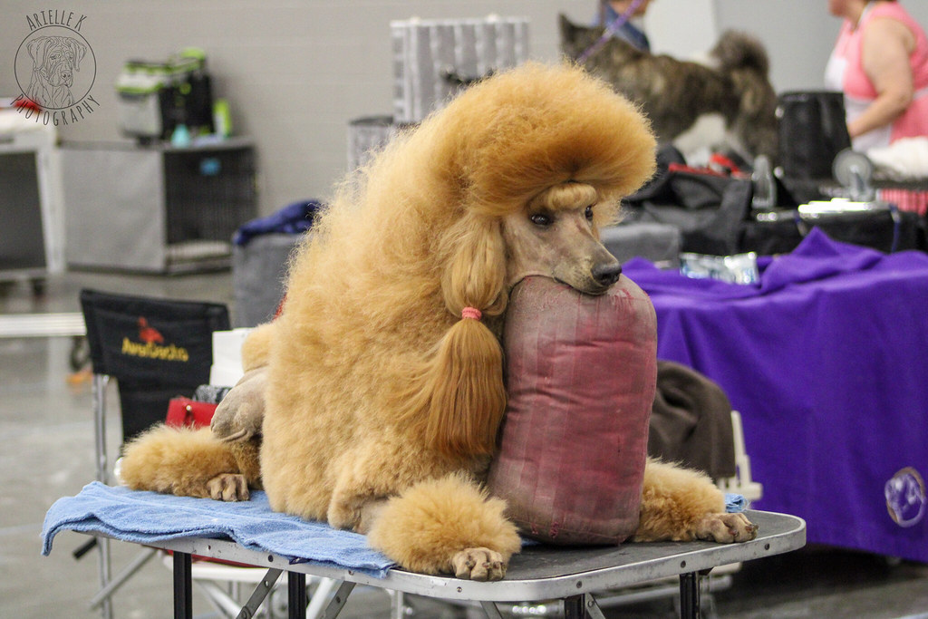 Virginia Beach Kennel Club 3/26 photos Arielle Kenney Flickr