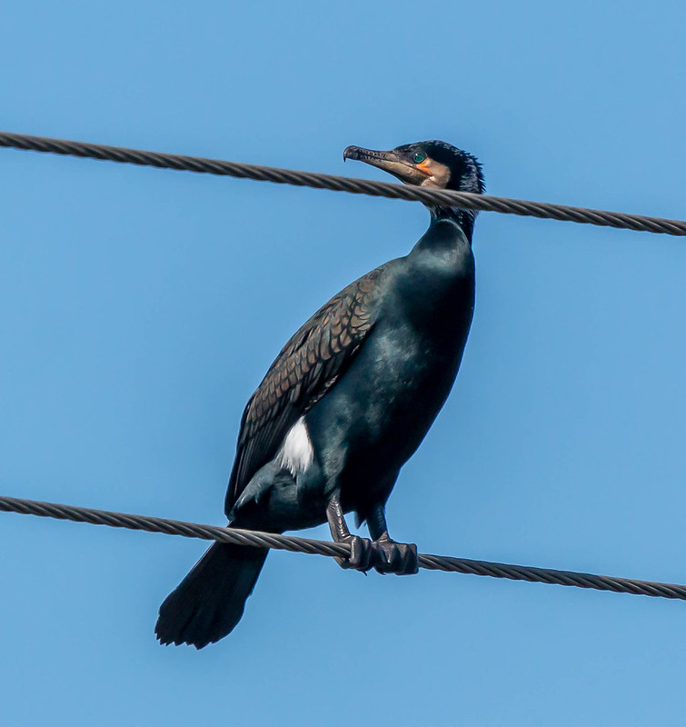 Cormorant Flickr