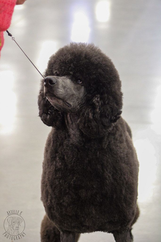 Virginia Beach Kennel Club 3/26 photos Arielle Kenney Flickr