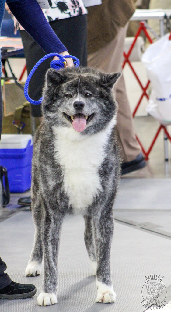 Virginia Beach Kennel Club 3/26 photos Arielle Kenney Flickr