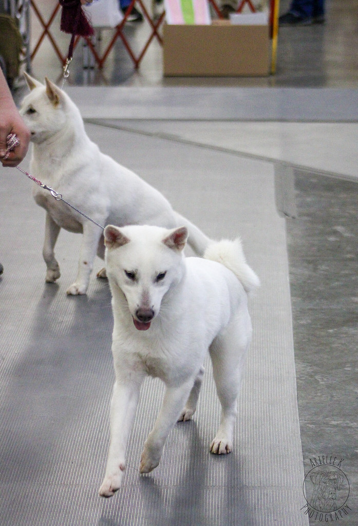 Virginia Beach Kennel Club 3/26 photos Arielle Kenney Flickr