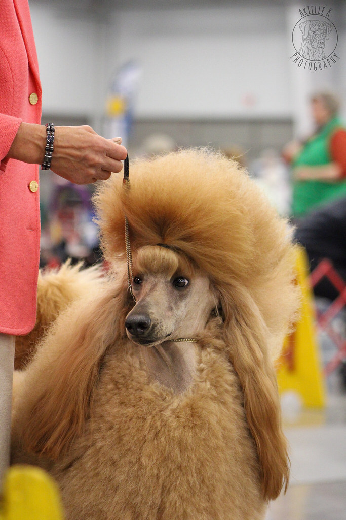Virginia Beach Kennel Club 3/26 photos Arielle Kenney Flickr