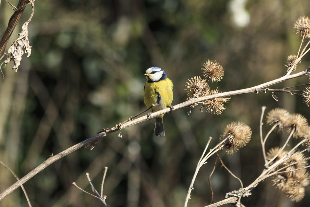 IMG_3429 Blue Tit Ferry Meadows Beth Braham (Hartle) Flickr