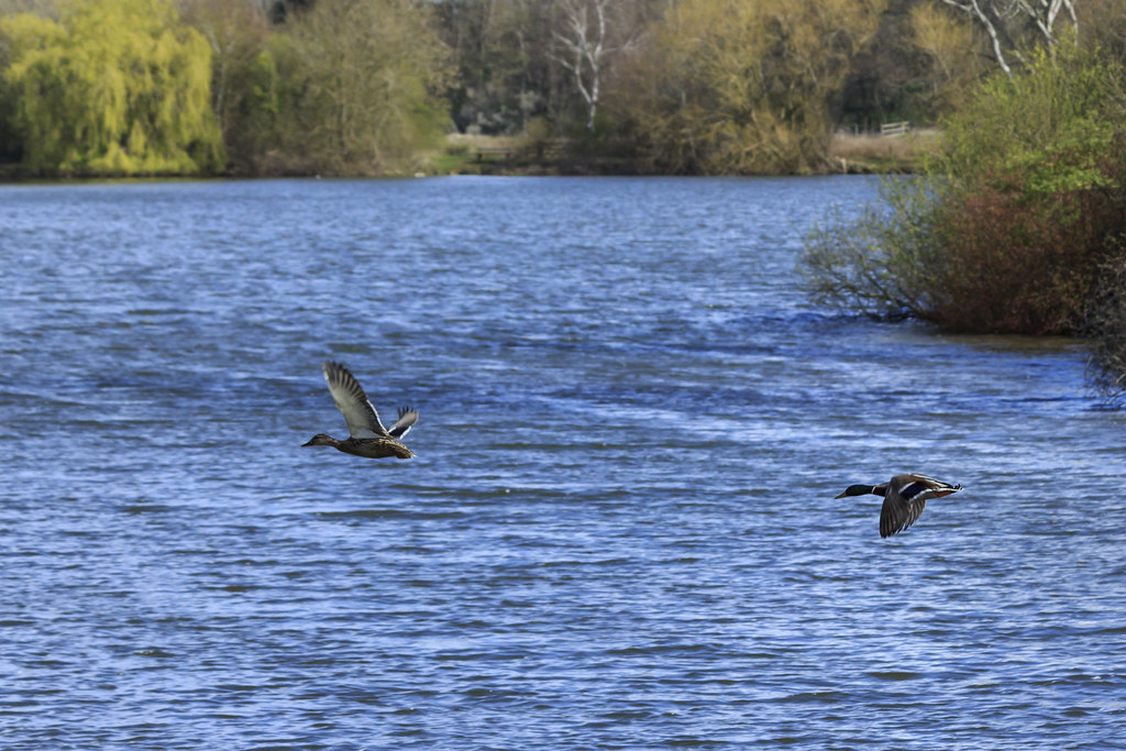 IMG_3418Mallard Ducks Ferry Meadows Beth Braham (Hartle) Flickr