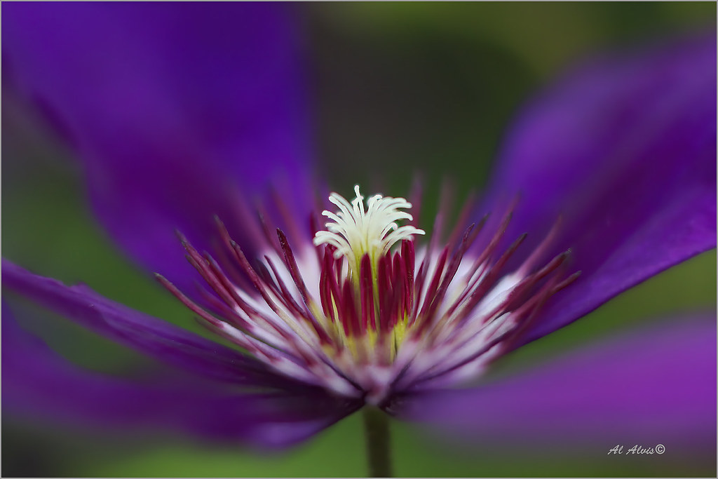 Clematis IMG_7961 al alvis Flickr