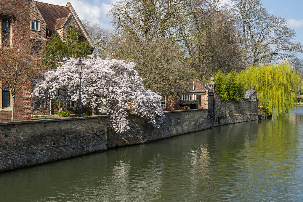 Cherry Blossom, Cambridge Cherry Blossom, Magdalene Colleg… Flickr