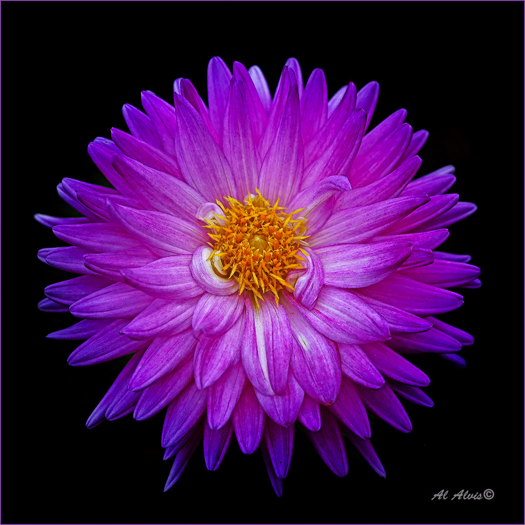 Dahlia IMG_0006 al alvis Flickr