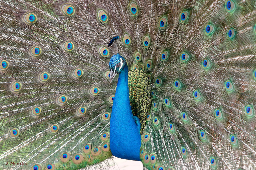 Pavo real _MG_7777 Pavo cristatus Ave El pavo real común ,… Flickr