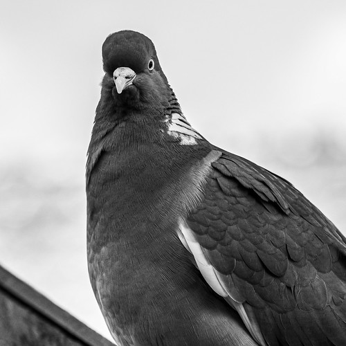 OM1 Test Shot Bird Eye AF (Cropped Monochrome) (Olym… Flickr