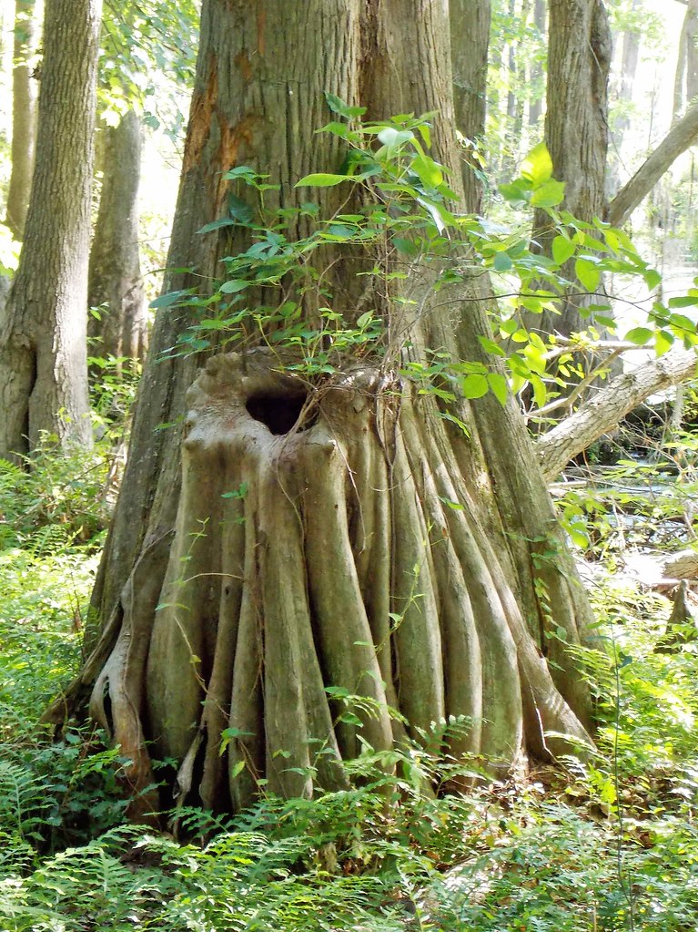 DSCN3116 Merchants Mill, Gates County NC. Erin Kalvaitis Flickr