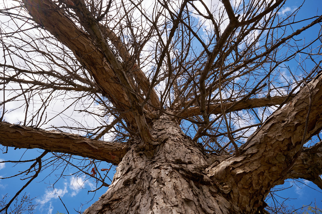 Tree Randy Spotswood Flickr