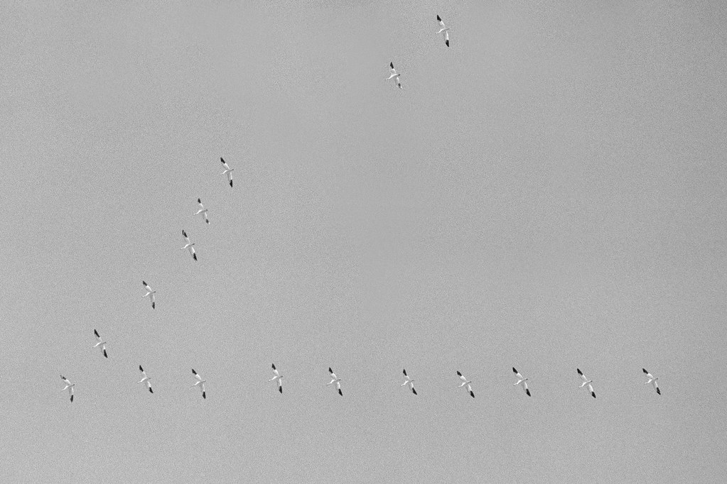 Snow geese, all gliding Near Riceville,, Ontario. Nikon F3… Flickr